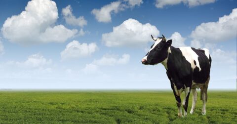 Verander je website in een melkkoe met deze 5 tips